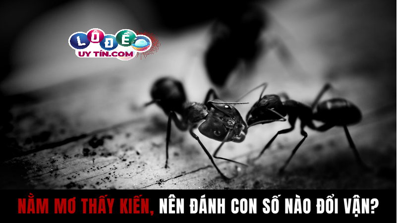 Chiêm bao mơ thấy kiến lửa có ý nghĩa gì? Đánh số đề con gì? 20 Chiêm bao mơ thấy kiến lửa có ý nghĩa gì? Đánh số đề con gì?