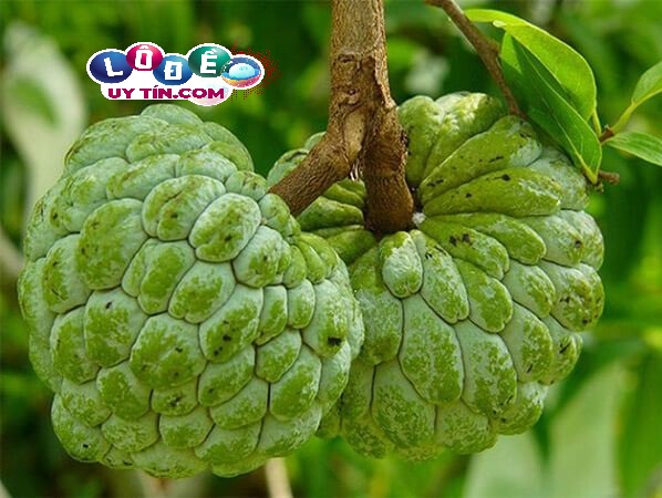 Mơ thấy quả na có điềm báo gì? Đánh con gì để trúng lớn? 18 Mơ thấy quả na có điềm báo gì? Đánh con gì để trúng lớn?