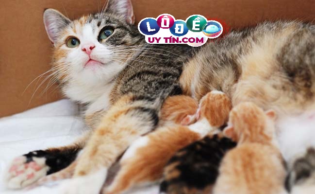 Mơ thấy mèo đẻ là điềm xấu hay tốt, đánh con gì? 6 Mơ thấy mèo đẻ là điềm xấu hay tốt, đánh con gì?