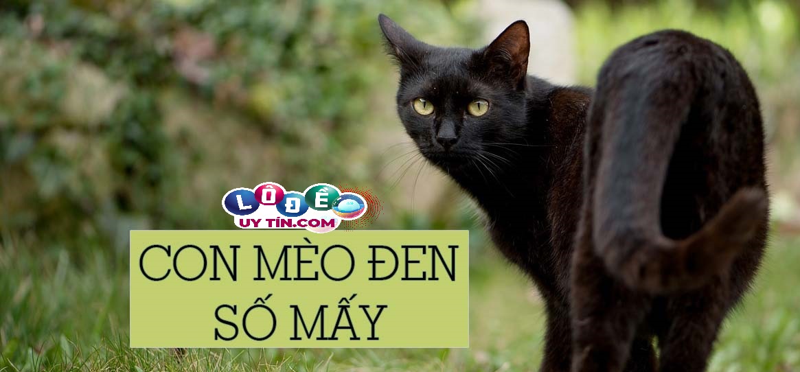 Nằm mơ thấy mèo đen đánh con gì? Là điềm báo tốt hay xấu 29 Nằm mơ thấy mèo đen đánh con gì? Là điềm báo tốt hay xấu