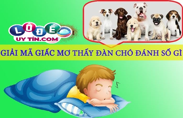 Giải mã giấc mơ thấy đàn chó - Con số nào may mắn? 1 Giải mã giấc mơ thấy đàn chó - Con số nào may mắn?