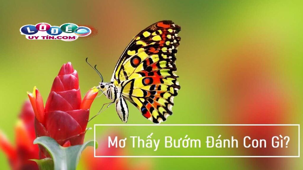 Mơ thấy bướm đánh con gì dễ trúng? Giải mã giấc mơ