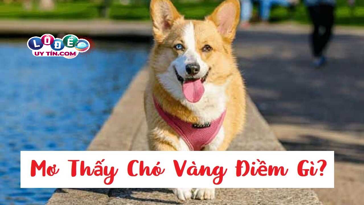 Mơ thấy chó vàng đánh con gì, điềm dữ hay lành? 19 Mơ thấy chó vàng đánh con gì, điềm dữ hay lành?