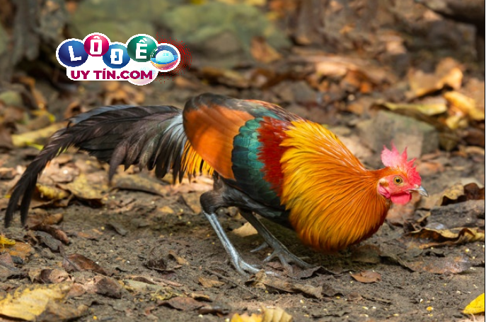 Mơ thấy gà rừng đánh con gì ăn chắc? Giải mã giấc chiêm bao 36 Mơ thấy gà rừng đánh con gì ăn chắc? Giải mã giấc chiêm bao