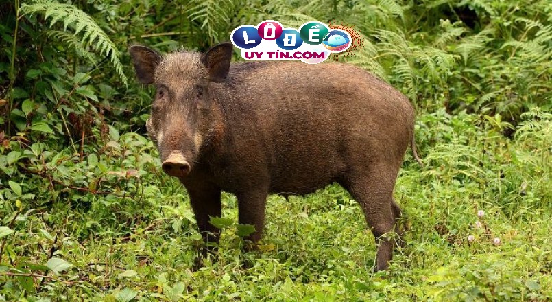 Mơ thấy lợn rừng đánh đề con gì, điềm báo gì? 18 Mơ thấy lợn rừng đánh đề con gì, điềm báo gì?