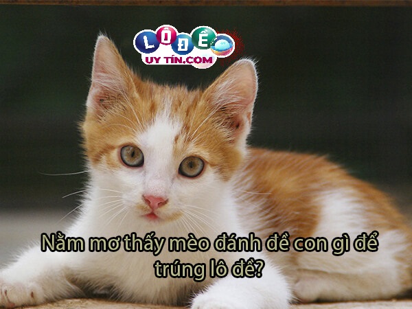 Nằm mơ thấy mèo vàng điềm gì, đánh số nào trúng lớn? 24 Nằm mơ thấy mèo vàng điềm gì, đánh số nào trúng lớn?