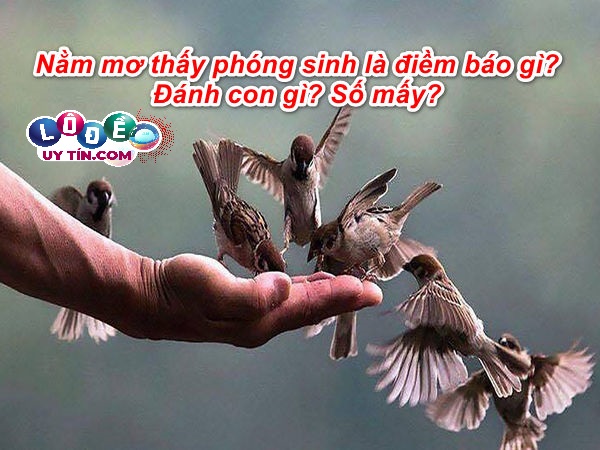 Nằm mơ thấy phóng sinh là điềm báo gì? Đánh con gì may mắn? 1 Nằm mơ thấy phóng sinh là điềm báo gì? Đánh con gì may mắn?