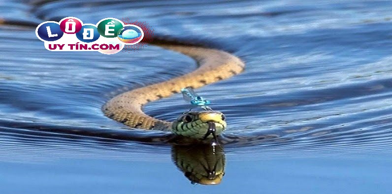 Nằm mơ thấy rắn đuổi đánh con gì, là điềm tốt hay xấu? 20 Nằm mơ thấy rắn đuổi đánh con gì, là điềm tốt hay xấu?