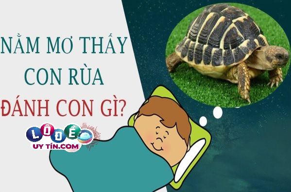 Mơ thấy rùa đánh số gì, có điềm gì không? 29 Mơ thấy rùa đánh số gì, có điềm gì không?