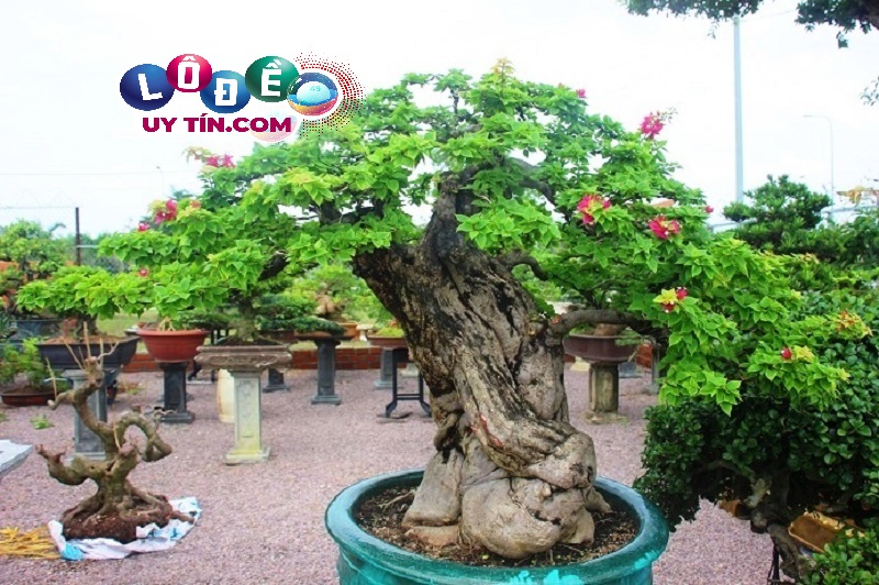 Giải mã nằm mơ thấy cây cảnh là điềm báo gì? Đánh số nào? 22 Giải mã nằm mơ thấy cây cảnh là điềm báo gì? Đánh số nào?