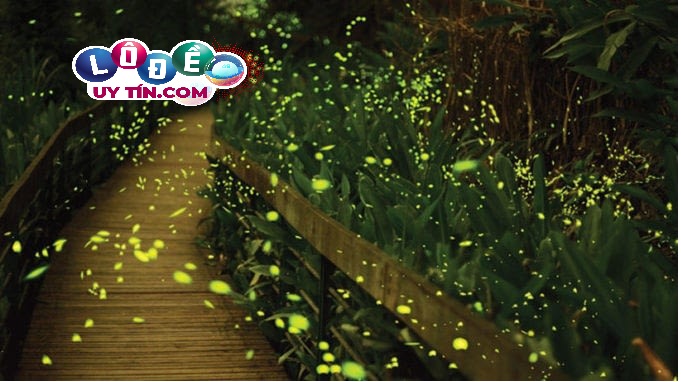 Bí mật đằng sau giấc mơ thấy đom đóm - Con số lô đề may mắn 14 Bí mật đằng sau giấc mơ thấy đom đóm - Con số lô đề may mắn