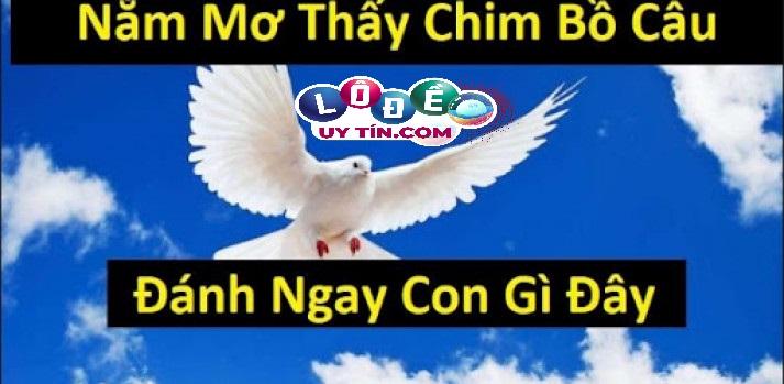 Mơ thấy chim bồ câu là điềm báo tốt hay xấu, nên đánh đề gì? 21 Mơ thấy chim bồ câu là điềm báo tốt hay xấu, nên đánh đề gì?