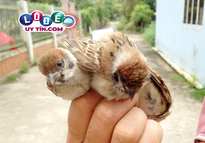 Giải mã mơ thấy chim là điềm gì, đánh số mấy? 8 Giải mã mơ thấy chim là điềm gì, đánh số mấy?