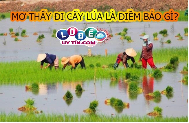 Giải mã giấc mơ thấy đi cấy lúa có phải là điềm tốt hay xấu? 6 Giải mã giấc mơ thấy đi cấy lúa có phải là điềm tốt hay xấu?