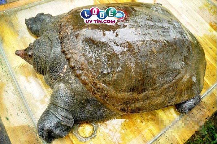 Nằm mơ thấy ba ba tốt hay xấu, đánh số mấy? 28 Nằm mơ thấy ba ba tốt hay xấu, đánh số mấy?