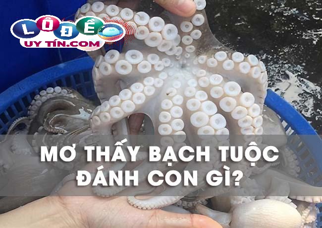 Nằm mơ thấy bạch tuộc - Nằm mơ thấy bạch tuộc đánh con gì? 18 Nằm mơ thấy bạch tuộc - Nằm mơ thấy bạch tuộc đánh con gì?