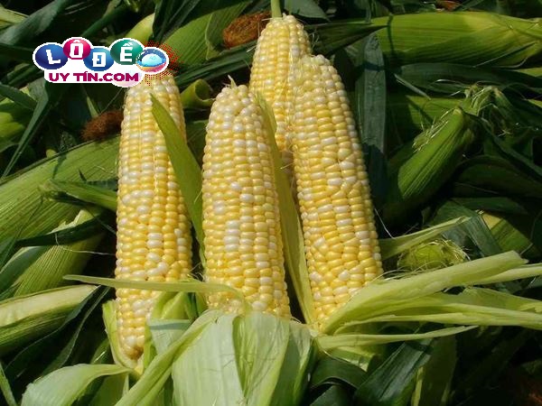 Giải mã giấc mơ thấy bắp ngô dự báo điều gì? Đánh con gì? 11 Giải mã giấc mơ thấy bắp ngô dự báo điều gì? Đánh con gì?