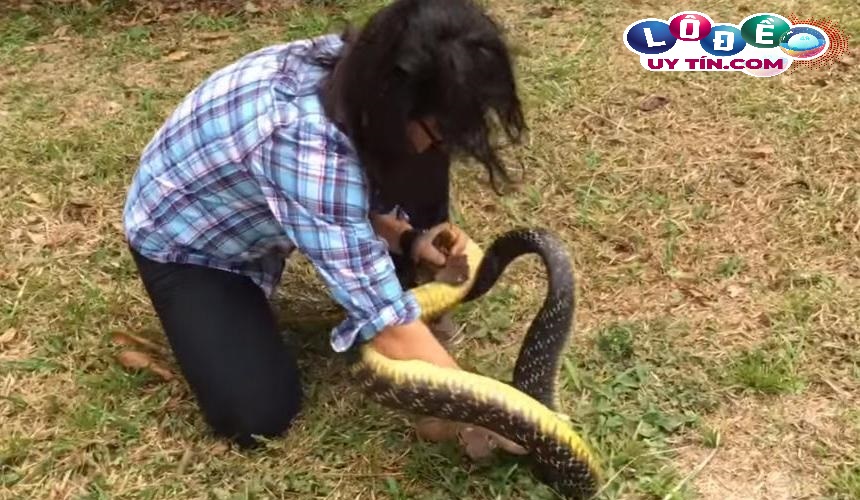 Nằm mơ bắt rắn là điềm gì, đánh con gì may mắn? 14 Nằm mơ bắt rắn là điềm gì, đánh con gì may mắn?