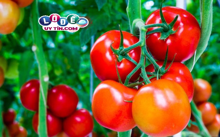 Mơ thấy quả cà chua là điềm báo gì? Lý giải hiện tượng bí ẩn 24 Mơ thấy quả cà chua là điềm báo gì? Lý giải hiện tượng bí ẩn