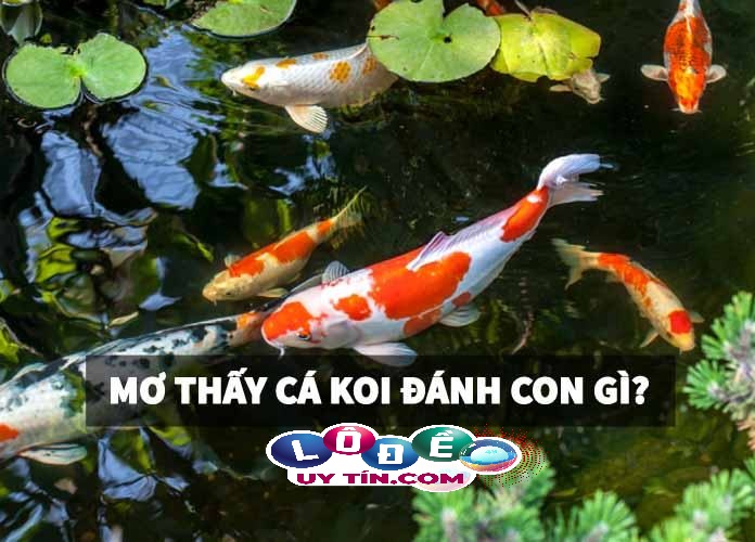 Điểm báo nằm mơ thấy cá koi là gì, đánh con gì? 6 Điểm báo nằm mơ thấy cá koi là gì, đánh con gì?