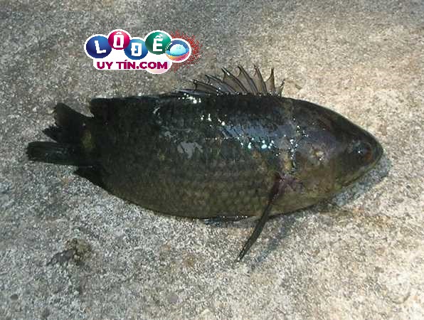 Mơ thấy cá trên cạn đánh con gì, là điềm báo gì? 24 Mơ thấy cá trên cạn đánh con gì, là điềm báo gì?