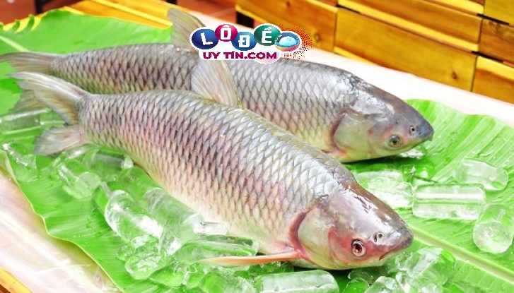 Mơ thấy cá chết có ý nghĩa gì? Mơ thấy cá chết đánh số gì? 31 Mơ thấy cá chết có ý nghĩa gì? Mơ thấy cá chết đánh số gì?