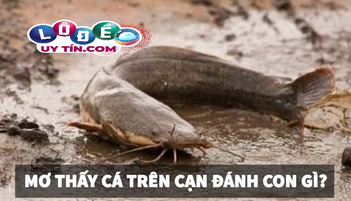 Nằm mơ thấy cá là điềm báo gì? Mơ thấy cá đánh đề con gì? 20 Nằm mơ thấy cá là điềm báo gì? Mơ thấy cá đánh đề con gì?