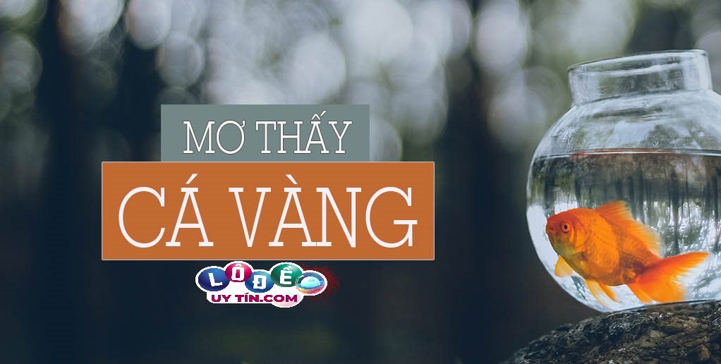 Mơ thấy cá vàng có ý nghĩa gì, đánh con gì? 30 Mơ thấy cá vàng có ý nghĩa gì, đánh con gì?