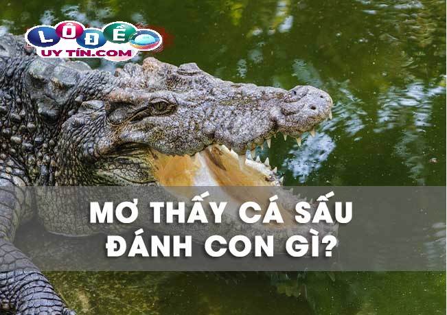 Mơ thấy cá sấu báo điềm nguy hiểm? Đánh con gì? 11 Mơ thấy cá sấu báo điềm nguy hiểm? Đánh con gì?