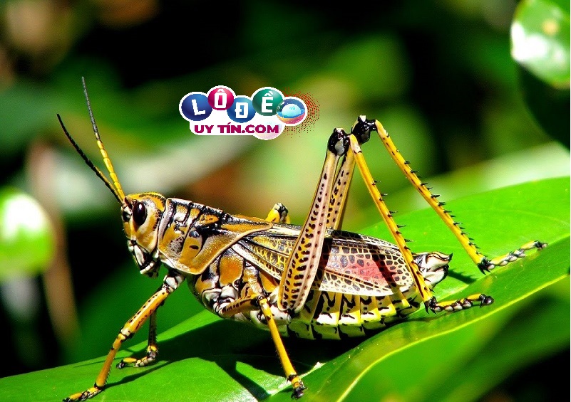 Nằm mơ thấy châu chấu đánh con gì tốt nhất? Là điềm báo gì 9 Nằm mơ thấy châu chấu đánh con gì tốt nhất? Là điềm báo gì