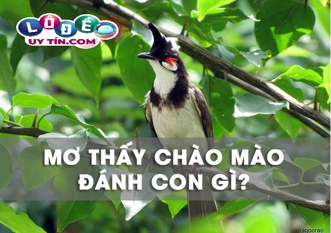 Mơ thấy chim chào mào là điềm báo gì? Nên đánh đề con gì? 23 Mơ thấy chim chào mào là điềm báo gì? Nên đánh đề con gì?
