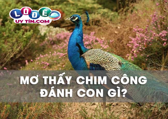 Nằm mơ thấy chim công là tốt hay xấu? Đánh con gì chuẩn nhất 27 Nằm mơ thấy chim công là tốt hay xấu? Đánh con gì chuẩn nhất