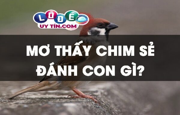 Mơ thấy chim sẻ đánh con gì? Ý nghĩa giấc mơ thấy chim sẻ 32 Mơ thấy chim sẻ đánh con gì? Ý nghĩa giấc mơ thấy chim sẻ