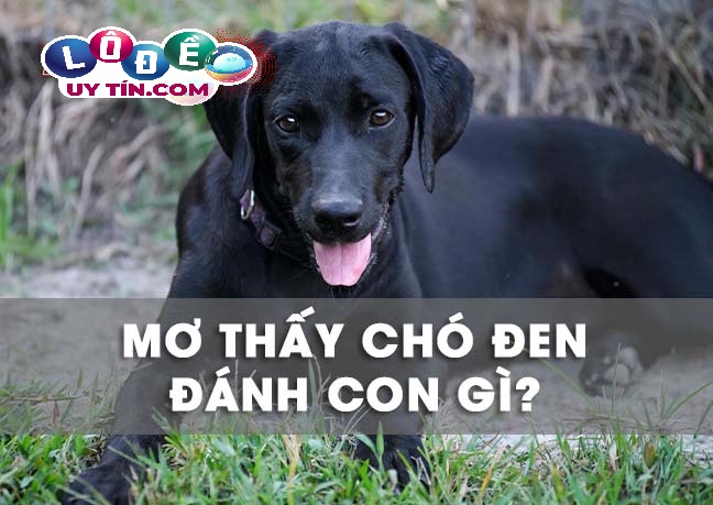 Mơ thấy chó đen, chó mực là điềm gì? Nên đánh số lô, đề nào 14 Mơ thấy chó đen, chó mực là điềm gì? Nên đánh số lô, đề nào