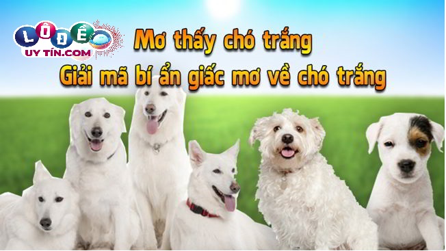 Nằm mơ thấy chó trắng tốt hay xấu, nên đánh con gì? 8 Nằm mơ thấy chó trắng tốt hay xấu, nên đánh con gì?