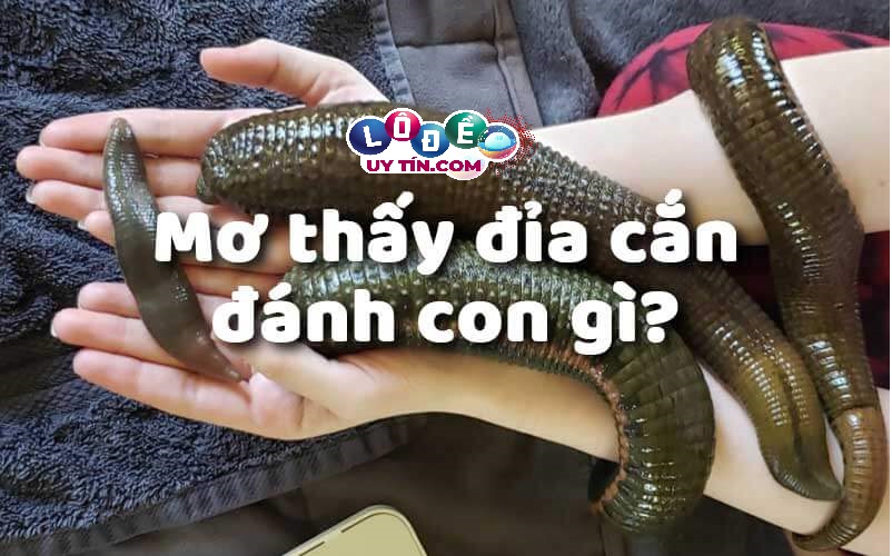 Mơ thấy con đỉa cắn đánh con gì may mắn? 16 Mơ thấy con đỉa cắn đánh con gì may mắn?