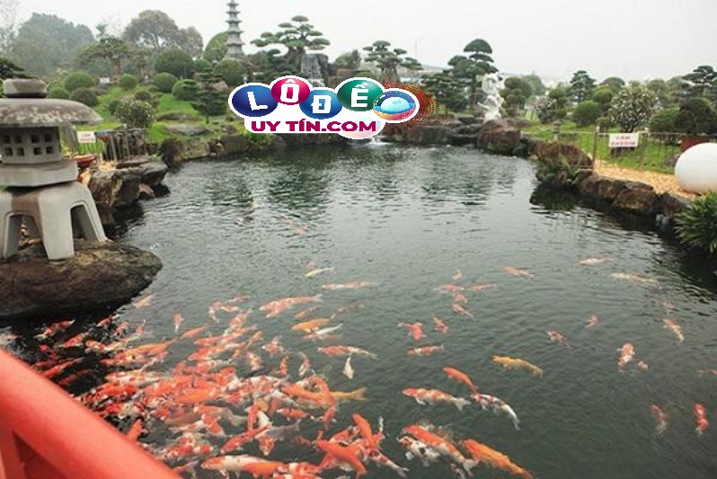 Giải mã mơ thấy cá bơi trong nước đánh con gì 15 Giải mã mơ thấy cá bơi trong nước đánh con gì