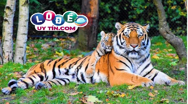 Giải mộng giấc mơ thấy hổ đánh số gì? Tìm hiểu ý nghĩa về hổ 25 Giải mộng giấc mơ thấy hổ đánh số gì? Tìm hiểu ý nghĩa về hổ