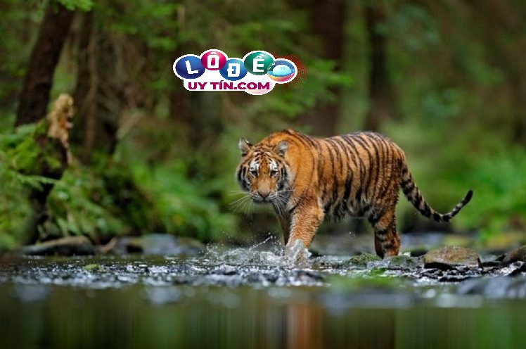 Nằm mơ thấy con hổ có ý nghĩa gì, nên đánh con gì? 24 Nằm mơ thấy con hổ có ý nghĩa gì, nên đánh con gì?