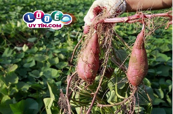 Nằm mơ thấy khoai lang có phải điểm tốt? Đánh con gì đẹp