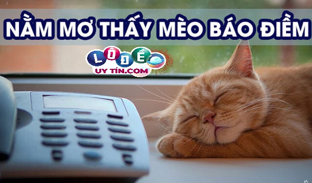 Mơ thấy mèo con là điềm gì, nên đánh con gì? 24 Mơ thấy mèo con là điềm gì, nên đánh con gì?