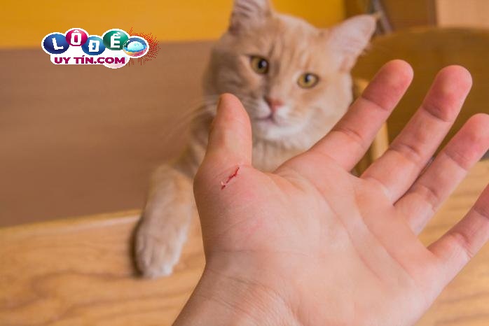 Mơ thấy mèo cắn có ý nghĩa gì, đánh con gì may mắn? 24 Mơ thấy mèo cắn có ý nghĩa gì, đánh con gì may mắn?