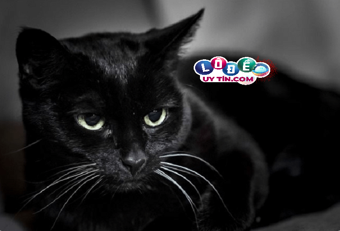 Mơ thấy mèo tốt hay xấu, đánh lô đề con gì? 11 Mơ thấy mèo tốt hay xấu, đánh lô đề con gì?