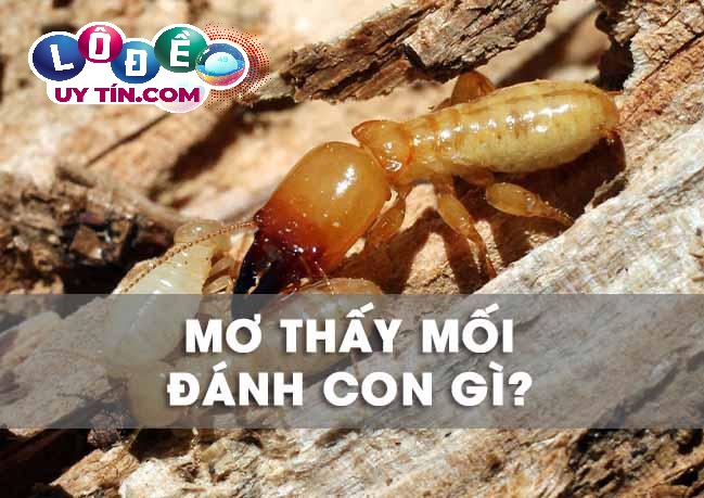 Nằm mơ thấy mối có ý nghĩa gì? Mơ thấy mối đánh con gì dễ trúng? 6 Nằm mơ thấy mối có ý nghĩa gì? Mơ thấy mối đánh con gì dễ trúng?
