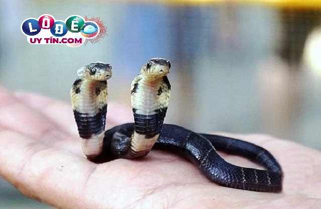 Mơ thấy 2 con rắn, 3 con rắn là điềm gì, đánh con gì? 17 Mơ thấy 2 con rắn, 3 con rắn là điềm gì, đánh con gì?