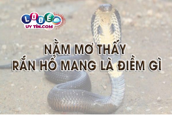 Giải mã điềm báo nằm mơ thấy rắn hổ mang đánh con gì 34 Giải mã điềm báo nằm mơ thấy rắn hổ mang đánh con gì