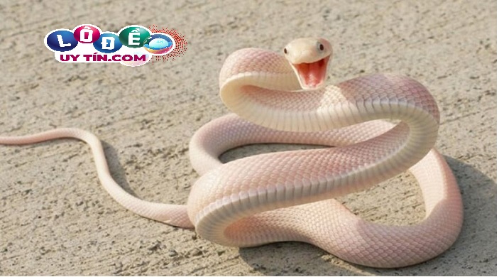 Nằm mơ thấy rắn trắng đánh con gì, là điềm gì? 30 Nằm mơ thấy rắn trắng đánh con gì, là điềm gì?