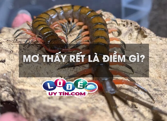 Giải mã giấc mơ thấy rết đánh con gì? Chốt số gì chuẩn xác? 16 Giải mã giấc mơ thấy rết đánh con gì? Chốt số gì chuẩn xác?