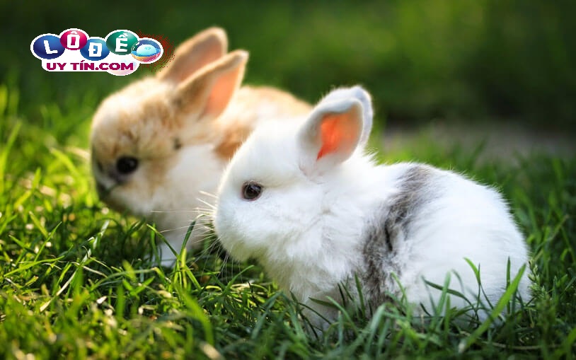 Chiêm bao mơ thấy thỏ báo hiệu điều gì? Bật mí bí ẩn đáng sợ