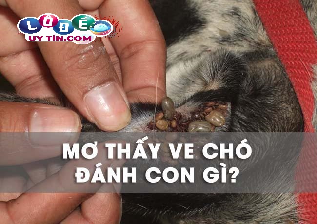 Mơ thấy ve chó là điềm báo gì, nên đánh con số gì? 11 Mơ thấy ve chó là điềm báo gì, nên đánh con số gì?
